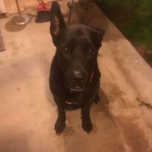 Meet your Posher, Steven